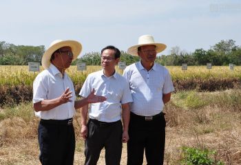 谢华安院士到冈上基地指导再生稻试验